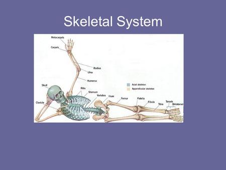 Skeletal System.