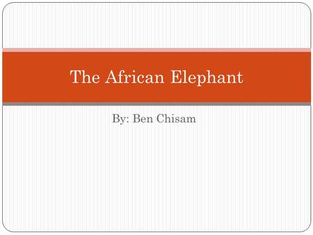 By: Ben Chisam The African Elephant. The Species The African Elephant is divided into two different sub- species; The African Savannah Elephant which.