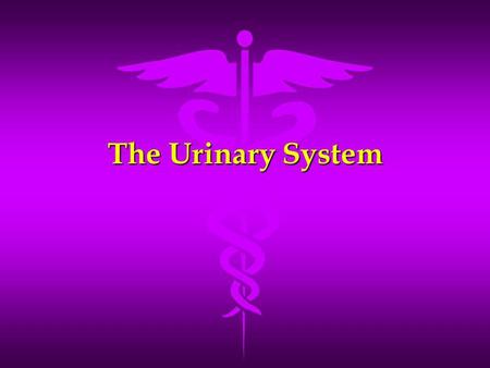 The Urinary System.