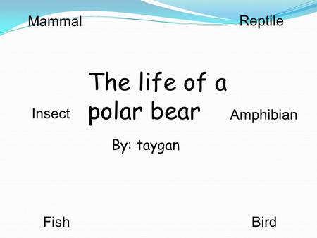 By: taygan The life of a polar bear Mammal Reptile BirdFish Insect Amphibian.