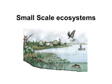 Small Scale ecosystems