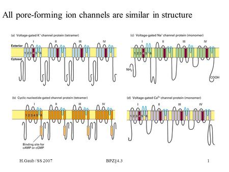 H.Gaub / SS 2007BPZ§4.31 All pore-forming ion channels are similar in structure.