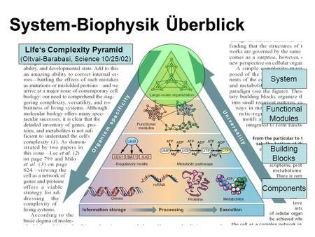 System-Biophysik Überblick Components Building Blocks Functional Modules System Lifes Complexity Pyramid (Oltvai-Barabasi, Science 10/25/02)