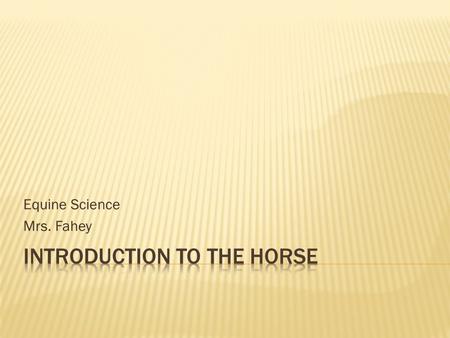 Equine Science Mrs. Fahey.  The Chinese likely first domesticated horses around 5100 years ago (3100 BC).  Horses would have initially (even before.