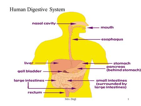 Mrs. Degl1 Human Digestive System. Mrs. Degl2 Digestive System Organ system made of GI (gastrointestinal) Tract. This is a one way tube. Peristalsis is.