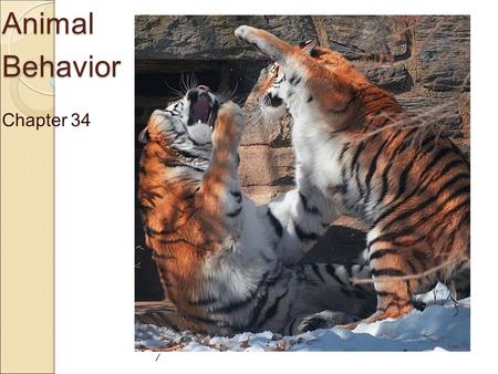 Animal Behavior Chapter 34 /. What is a behavior? Any response to a stimulus (an external signal) Examples of stimuli Sounds Smells Sights (light vs dark)