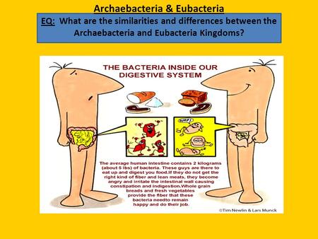 Archaebacteria & Eubacteria EQ: What are the similarities and differences between the Archaebacteria and Eubacteria Kingdoms?