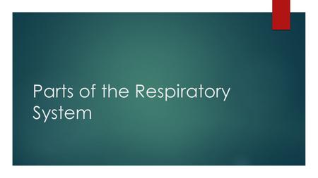 Parts of the Respiratory System