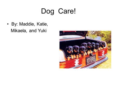 Dog Care! By: Maddie, Katie, Mikaela, and Yuki. Finding the right dog! If you like dogs that are jumpy and playful you should pick the dog that is always.