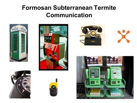 Formosan Subterranean Termite Communication