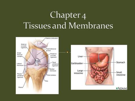 There are four main types of tissues: Epithelial Covers body surfaces and lines inner _____________ Connective Binds and ___________ body parts Muscular.