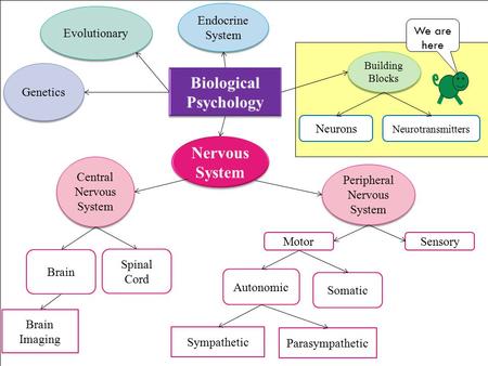 Biological Psychology