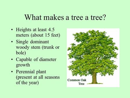 What makes a tree a tree? Heights at least 4.5 meters (about 15 feet) Single dominant woody stem (trunk or bole) Capable of diameter growth Perennial plant.