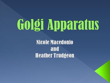 The Golgi Apparatus is also known as the Golgi Complex or Golgi Body. The Golgi Apparatus is found in most eukaryotic cells.