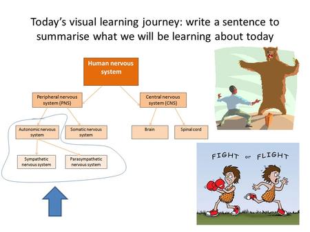 DUE TODAY Information sheets on methods of studying cortical specialisation AND your essays.