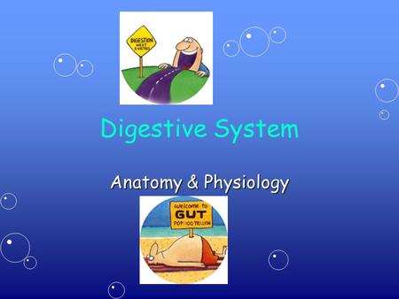 Digestive System Anatomy & Physiology. Digestive Processes.