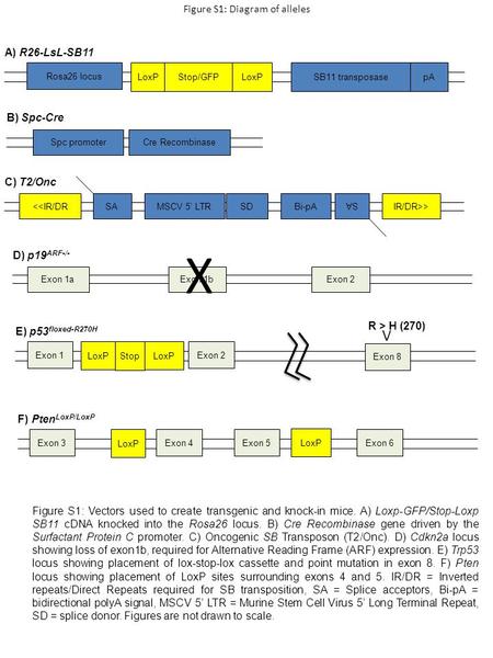 Figure S1: Diagram of alleles Figure S1: Vectors used to create transgenic and knock-in mice. A) Loxp-GFP/Stop-Loxp SB11 cDNA knocked into the Rosa26 locus.