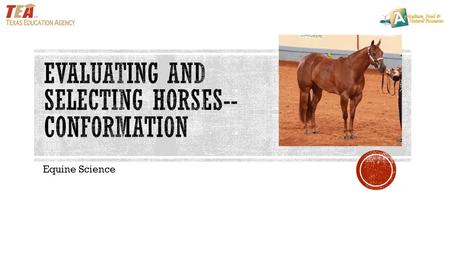 Equine Science. We call this judging halter horses—a conformation class based on the way the horse is built. Developing your skills in visual appraisal.