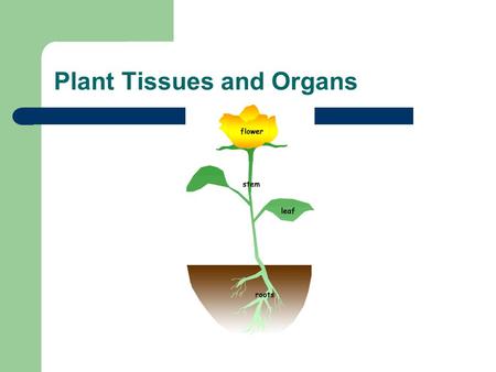 Plant Tissues and Organs. Plant Tissues All plants are made up roots, stems, leaves and flowers. These structures are made up of cells These cells are.