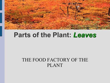 Parts of the Plant: Leaves