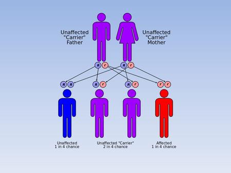 caused by a defective gene on chromosome 15 rare disease that commonly affects the Eastern Jewish population body lacks a protein that breaks.