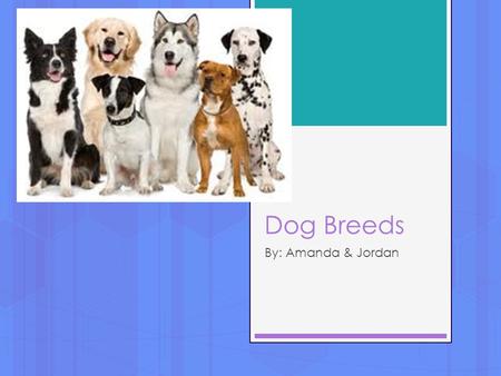 Dog Breeds By: Amanda & Jordan. Australian Cattle Dog  Origin: Australian  Use: Herding  Fun Fact: Nick named Blue Heeler/Red heeler, Based on coat.