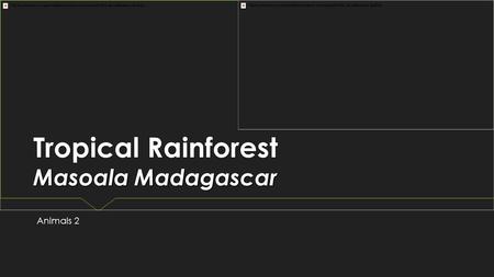 Masoala Madagascar Tropical Rainforest Masoala Madagascar Animals 2.