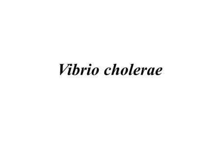 Vibrio cholerae. vibrio cholerae Gram-negative Highly motile; polar flagellum Brackish rivers, coastal waters – Associate with plankton and algae Proliferate.