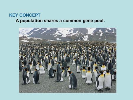 KEY CONCEPT A population shares a common gene pool.