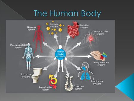  Circulatory System (heart, blood, vessels)  Respiratory System (nose, trachea, lungs) Skeletal System (bones)  Excretory System (lungs, large intestine,