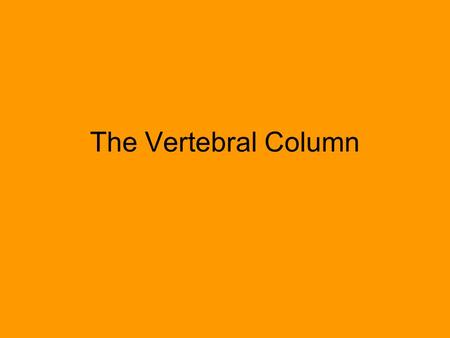 The Vertebral Column.