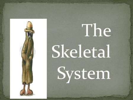 The Skeletal System.