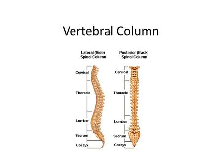 Vertebral Column.