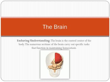 The Brain Enduring Understanding: The brain is the control center of the body. The numerous sections of the brain carry out specific tasks that function.