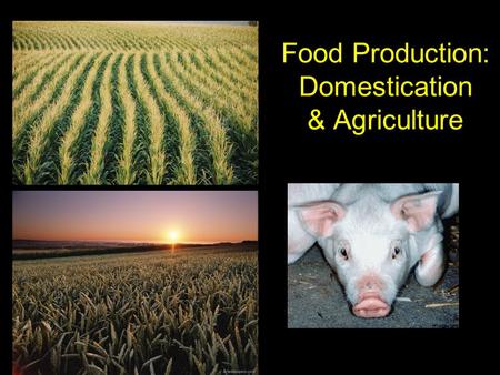 Food Production: Domestication & Agriculture. Domestication Domestication = production of new species of plant and animals by human intervention and co-evolution.