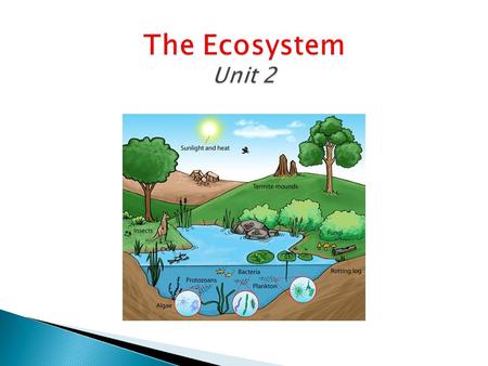 Abiotic Factors  Non-living factors in an ecosystem  Include water, air, light, minerals, soil, temperature, and climate. Biotic Factors  All living.