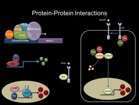 Protein-Protein Interactions TFIIF TFIIA RNA Pol II TFIID TFIIB core promoter exon 1 Cactus Dorsal Tube Pella Tube Spatzle Toll So Eya Su(H) CtBP Gro Delta.