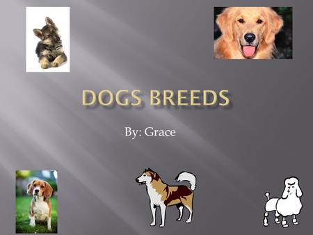 By: Grace 1. Opening 2. Beagles 3. Golden Retrievers 4. German Shepherds 5. Siberian Huskies 6. Poodles 7. Closing 8. Poem.