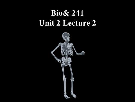 Bio& 241 Unit 2 Lecture 2. Bone Tissue: Supportive Connective Tissue Remember “CT” is composed of: Cells Extracellular Matrix CONSISTS OF FOUR TYPES OF.