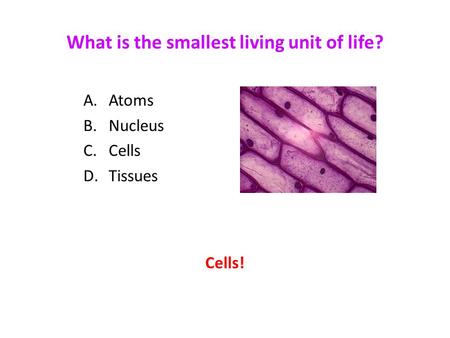 What is the smallest living unit of life?