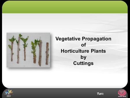 Vegetative Propagation of Horticulture Plants by Cuttings