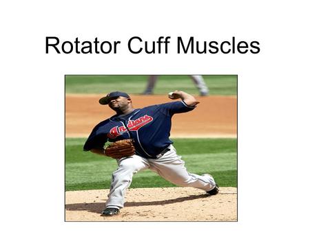 Rotator Cuff Muscles.