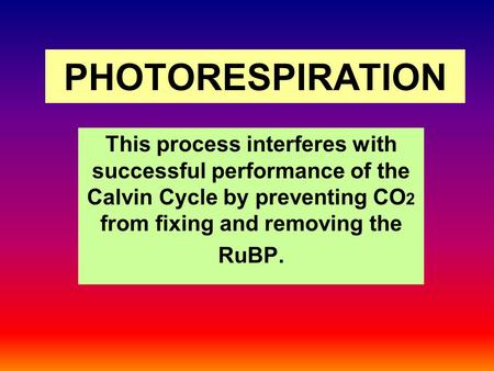 PHOTORESPIRATION This process interferes with successful performance of the Calvin Cycle by preventing CO 2 from fixing and removing the RuBP.