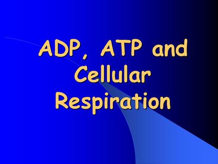 ADP, ATP and Cellular Respiration