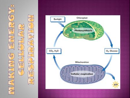 **Glucose made as a byproduct of photosynthetic reactions Harvesting stored energy…  Energy stored in organic molecules  carbohydrates, fats, proteins.