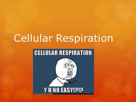 Cellular Respiration.