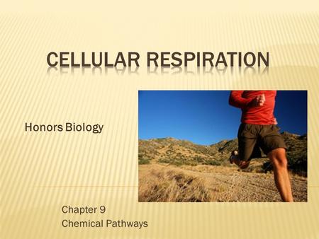 Chapter 9 Chemical Pathways