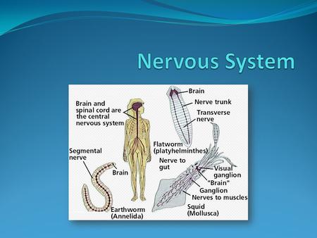 Weekly Standards: S7L2, S7CS10 Weekly Elements: Explain that cells are organized into tissues, tissues into organs, organs into systems, and systems into.