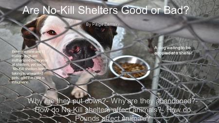 Are No-Kill Shelters Good or Bad?