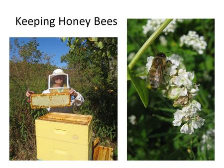 Keeping Honey Bees. Industrial Ag – Industrial Beekeeping.